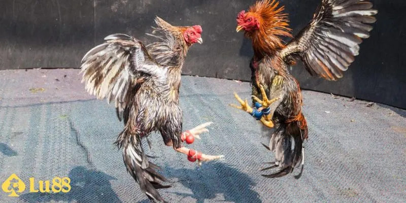 Đá Gà Cựa Dao Lu88